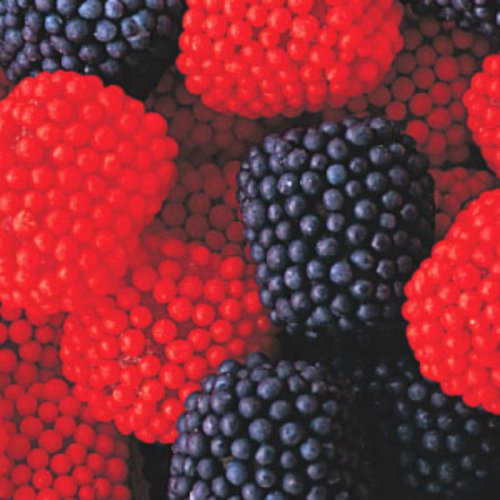 Blueberry and Strawberry Blue & Red Gumdrops 1lb Bag logo