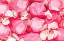 Bubblegum Pink Gourmet Salt Water Taffy 5 Pound Bag (bulk) logo