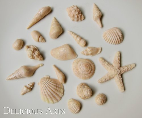 Mini Edible Seashell Cupcake Toppers (40 Pieces, Natural) logo