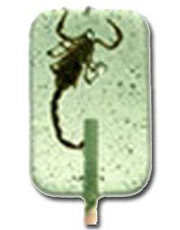 Scorpion Sucker- Apple logo